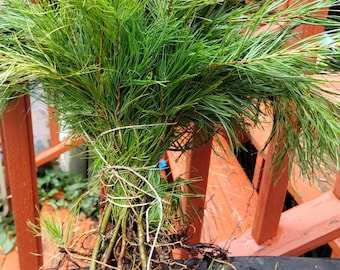 30 White Pine Bare Root Seedlings from Maine