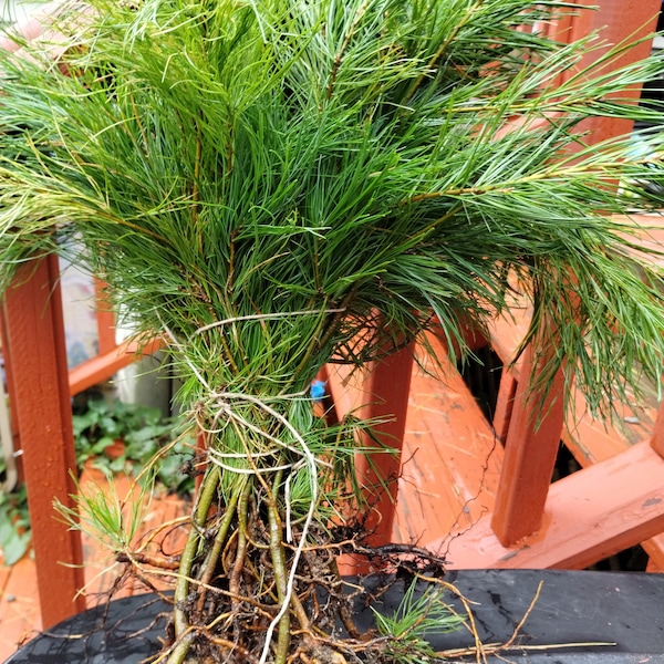 30 White Pine Bare Root Seedlings from Maine