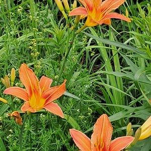 Puede incluir: Primer plano de lirios anaranjados vibrantes con centros amarillos, sobre un fondo de exuberante follaje verde. Las flores est&aacute;n en plena floraci&oacute;n, mostrando sus delicados p&eacute;talos y detalles intrincados. La imagen captura la belleza natural del jard&iacute;n.