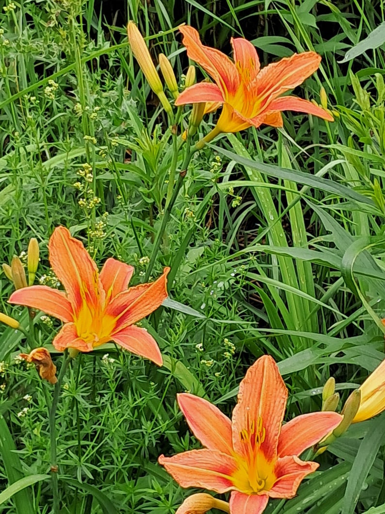 Puede incluir: Primer plano de lirios anaranjados vibrantes con centros amarillos, sobre un fondo de exuberante follaje verde. Las flores est&aacute;n en plena floraci&oacute;n, mostrando sus delicados p&eacute;talos y detalles intrincados. La imagen captura la belleza natural del jard&iacute;n.