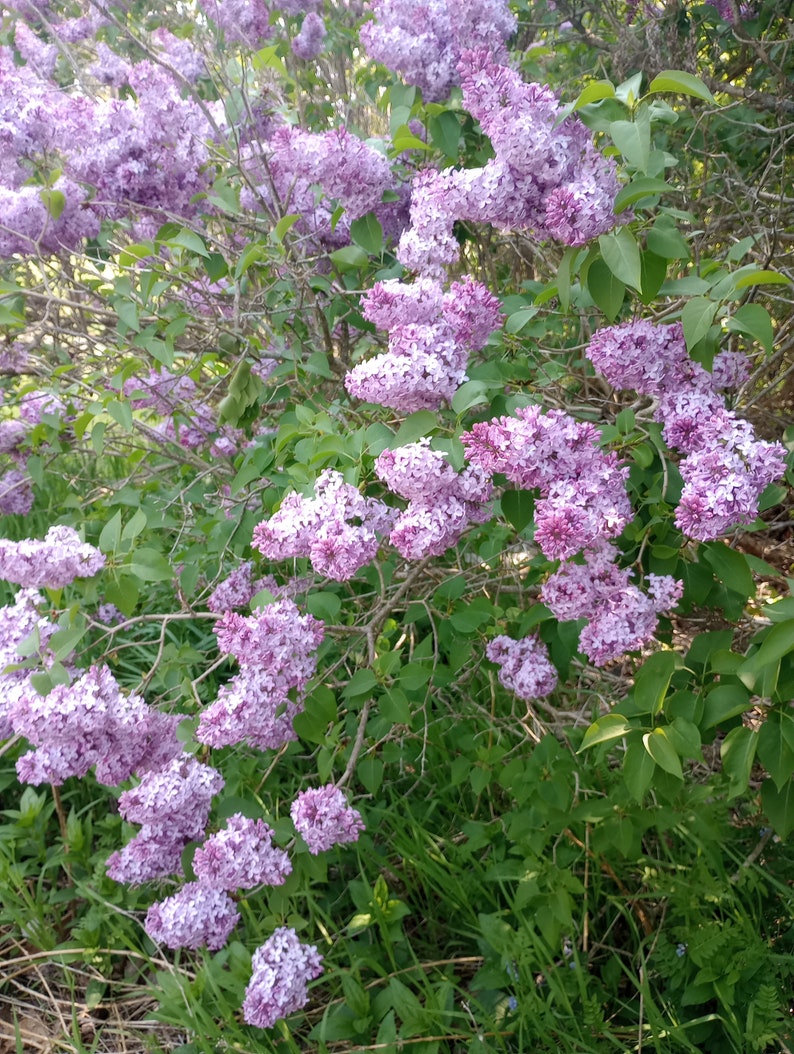 LilacsandLilliesME Lilac Bush - Thumbnail 3