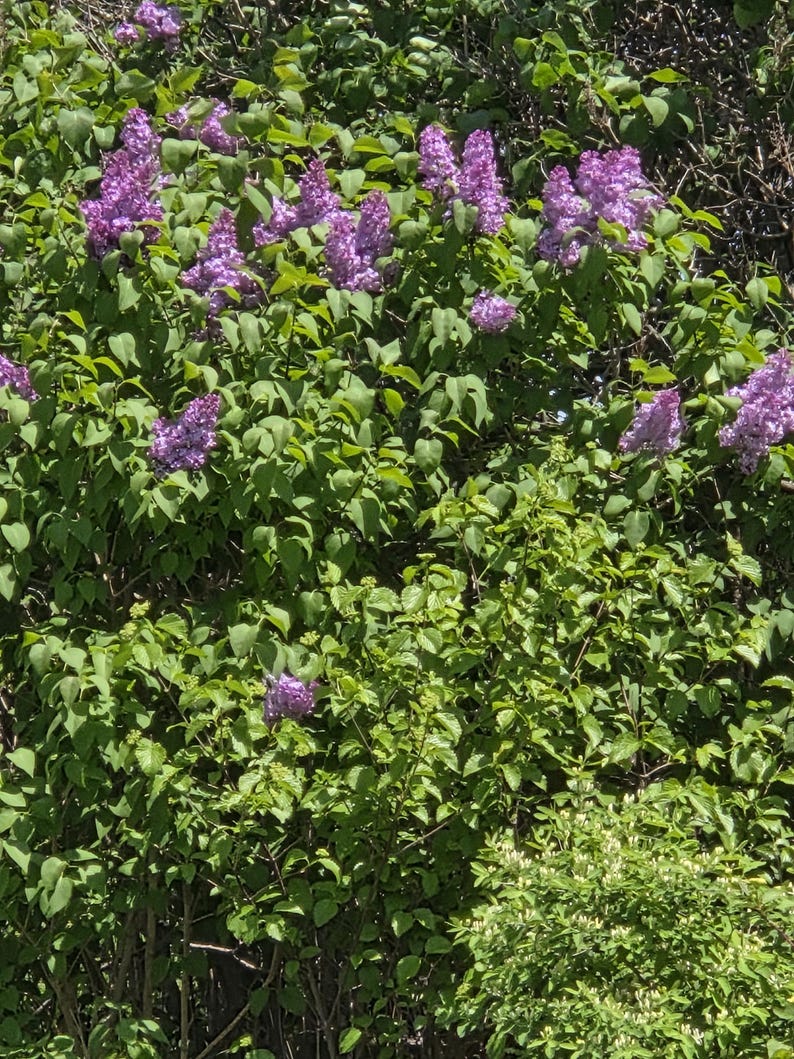 LilacsandLilliesME Lilac Bush - Thumbnail 4