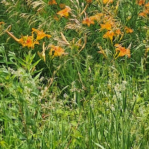 Puede incluir: Un campo de lirios anaranjados en plena floraci&oacute;n, intercalados con altas hierbas verdes y otras flores silvestres. Las flores tienen p&eacute;talos delicados y rizados, sobre un fondo de exuberante vegetaci&oacute;n.