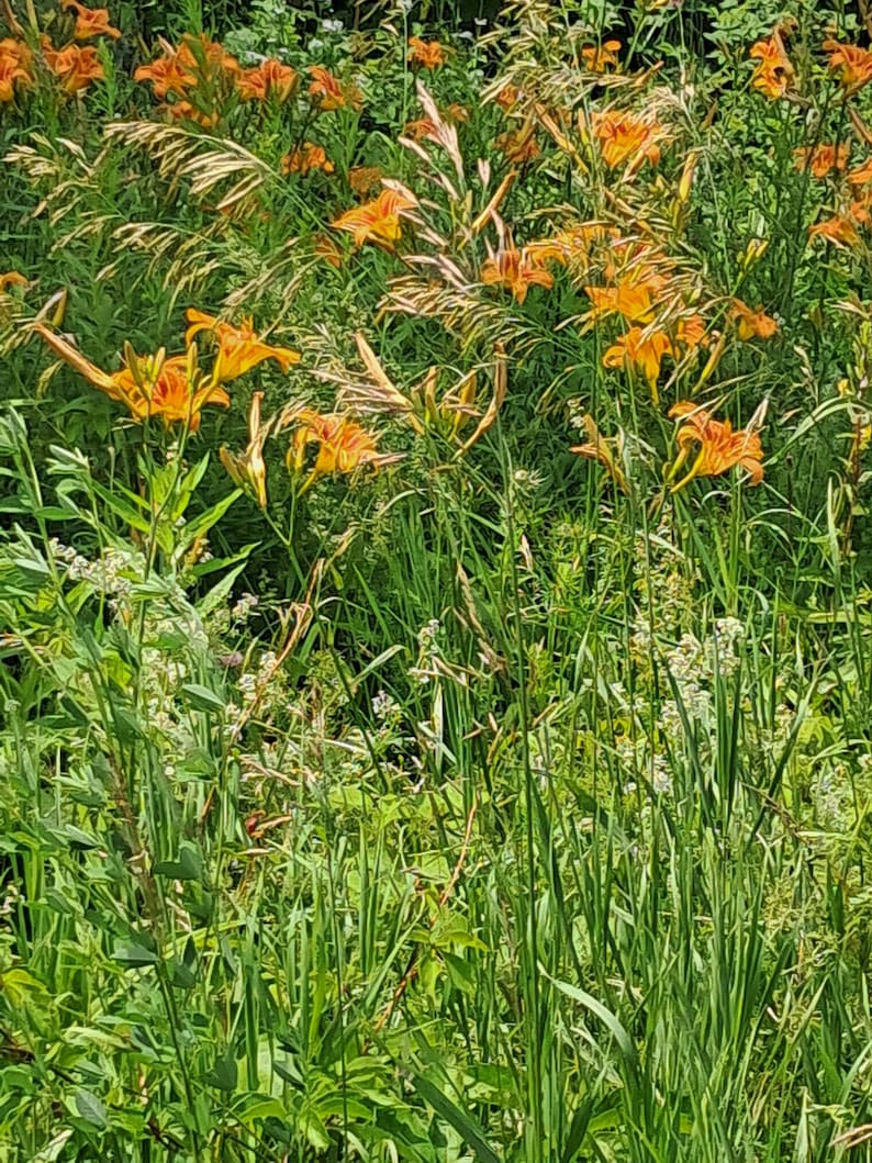 Puede incluir: Un campo de lirios anaranjados en plena floraci&oacute;n, intercalados con altas hierbas verdes y otras flores silvestres. Las flores tienen p&eacute;talos delicados y rizados, sobre un fondo de exuberante vegetaci&oacute;n.