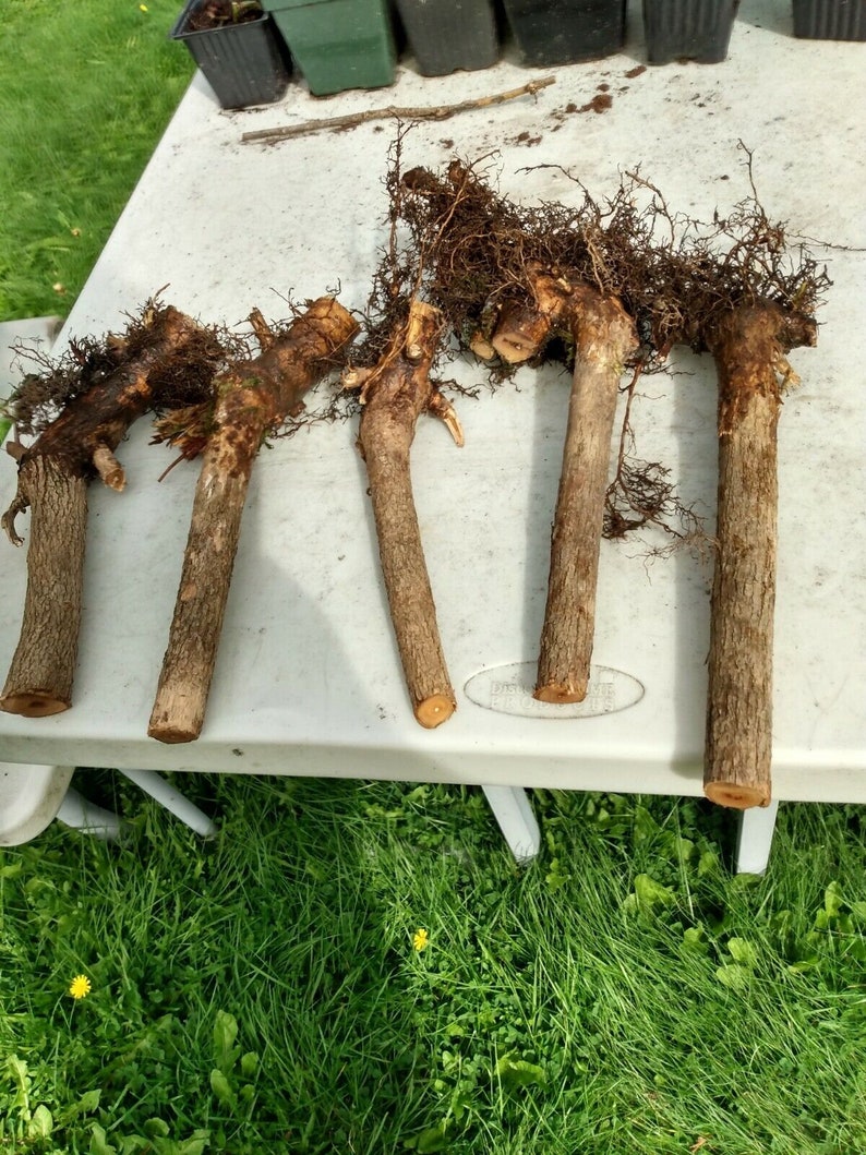 Five 5 Jumbo Sized Bare Root Lilac Starts Etsy