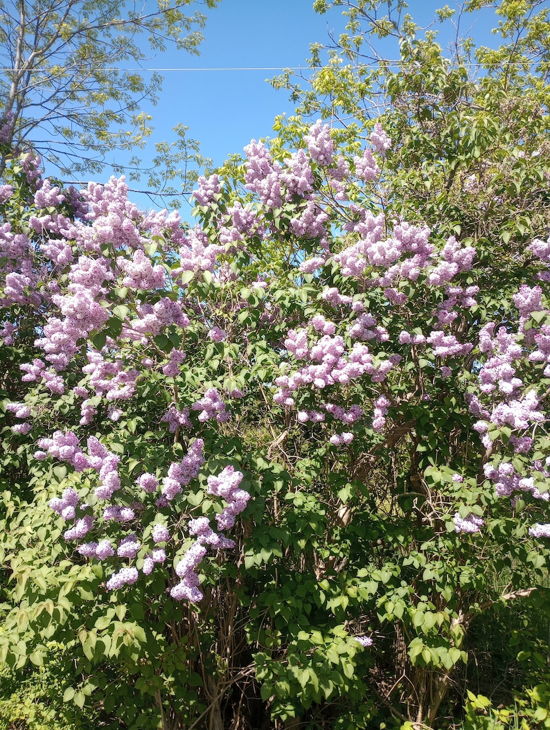 LilacsandLilliesME Lilac Bush