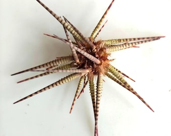 棘のない珍しいウニ：Astropyga radiata、フィリピン産、自然な茶色と