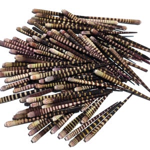 Può includere: Una collezione di numerose spine di riccio di mare, ognuna caratterizzata da una forma cilindrica affusolata con distinte bande orizzontali di colore marrone scuro, marrone chiaro e crema. Le spine variano leggermente in lunghezza e spessore, mostrando una superficie naturale e strutturata con motivi fini e ripetitivi lungo tutta la loro lunghezza.