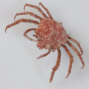 ocean crab taxidermy...meat cleanly taken out..width size 93 mm..item # zack3. Temporarily not available to ship to United States.