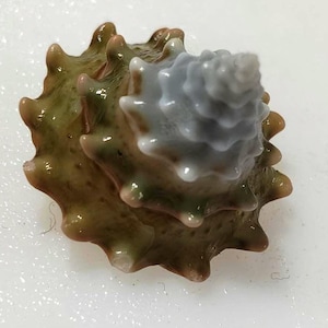 May include: A spiralled sea shell featuring a pointed apex with a smooth, pale grey finish that transitions into a wider, textured base. The lower portion of the shell displays a mottled olive green and brown coloration with prominent, sharp spikes.