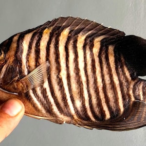 Könnte beinhalten: Ein getrocknetes Fischpräparat mit einem Muster aus dunkelbraunen und cremefarbenen vertikalen Streifen auf dem Körper. Der Fisch hat einen dunkelbraunen Kopf, einen einfarbig dunkelbraunen Schwanzbereich und eine blasse, durchscheinende Schwanzflosse.