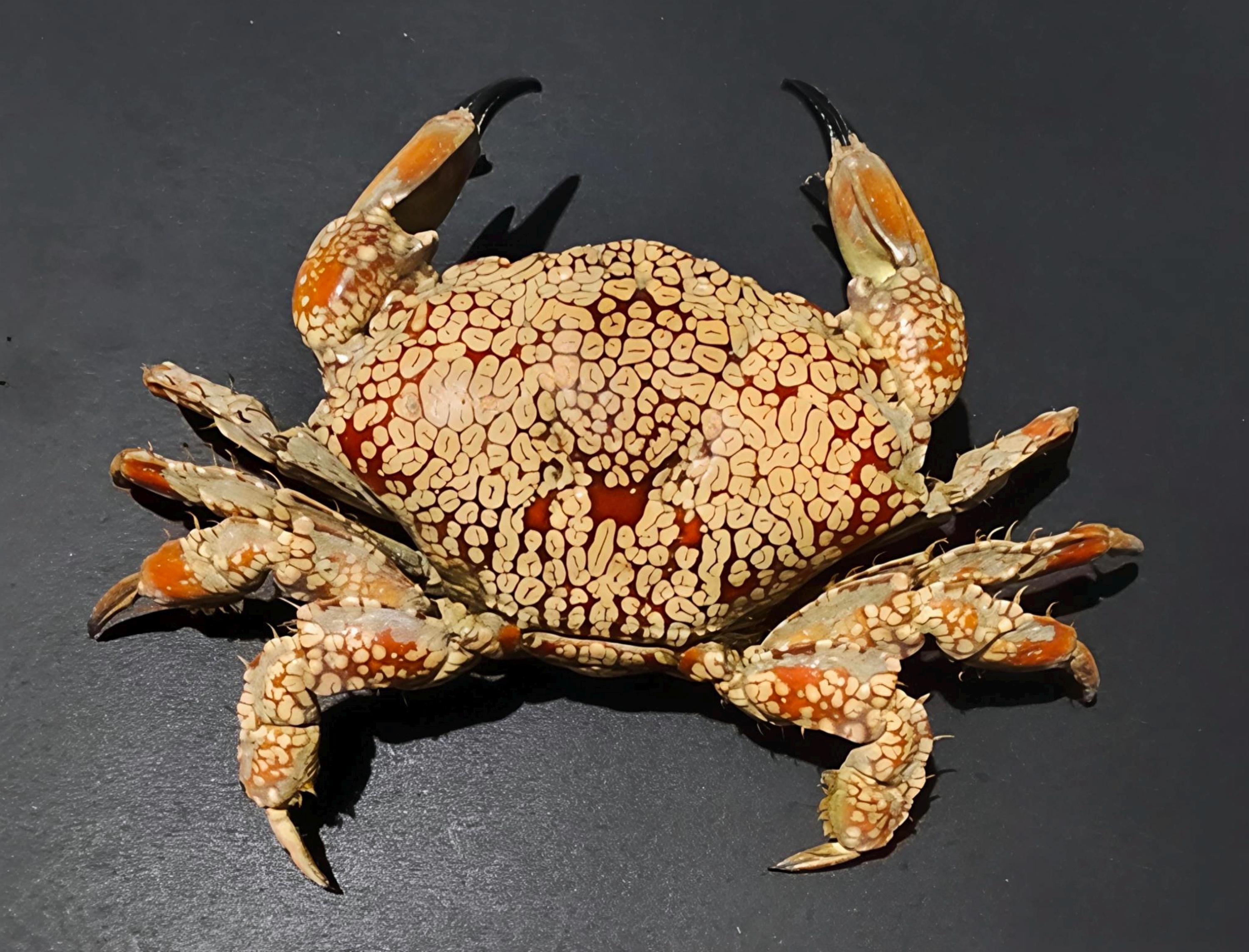 希少生物！？　蟹　カニ　剥製　標本　カワリヒシガニ　ヒシガニ系　甲殻類　自然 希少生物！？ 蟹 カニ 剥製 標本 カワリヒシガニ ヒシガニ系 甲殻類