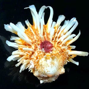 Peut inclure: Un coquillage épineux présentant une ouverture circulaire rouge foncé au centre, entourée de nombreuses protubérances allongées blanches et orange rayonnant vers l'extérieur. La coquille a une surface texturée et bosselée.