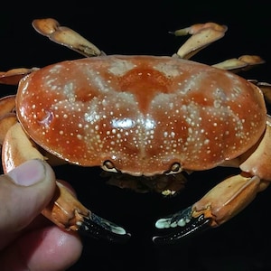 Crab-antergatis integerrimus 147 mm,krabbataxidermi...artikel #4