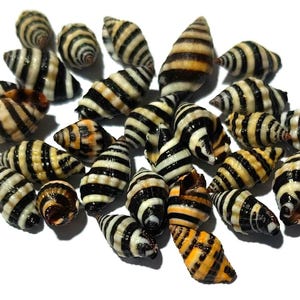 Sea shell vexillum luculentum 5-7 mm(26 shells)item #301