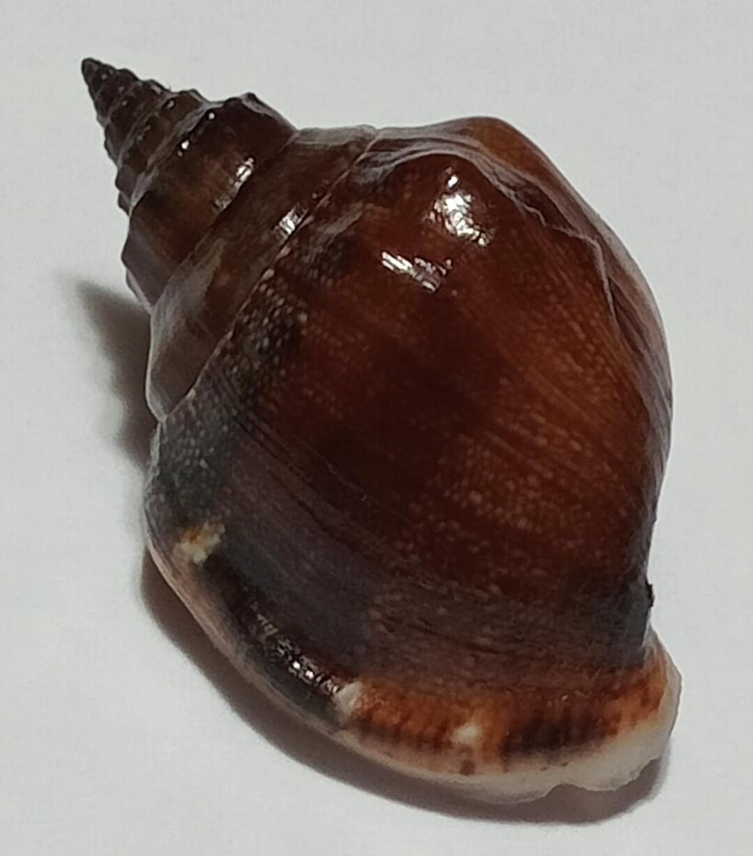 Nassarius Shell Types Nassarius Dursatus 34 Mm..unique Form..shell # Cb31 - Etsy