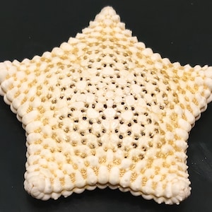 Estrella de mar auténtica, ejemplar seco encontrado en la playa, 61 mm (Patriiella regularis), artículo n.° 42