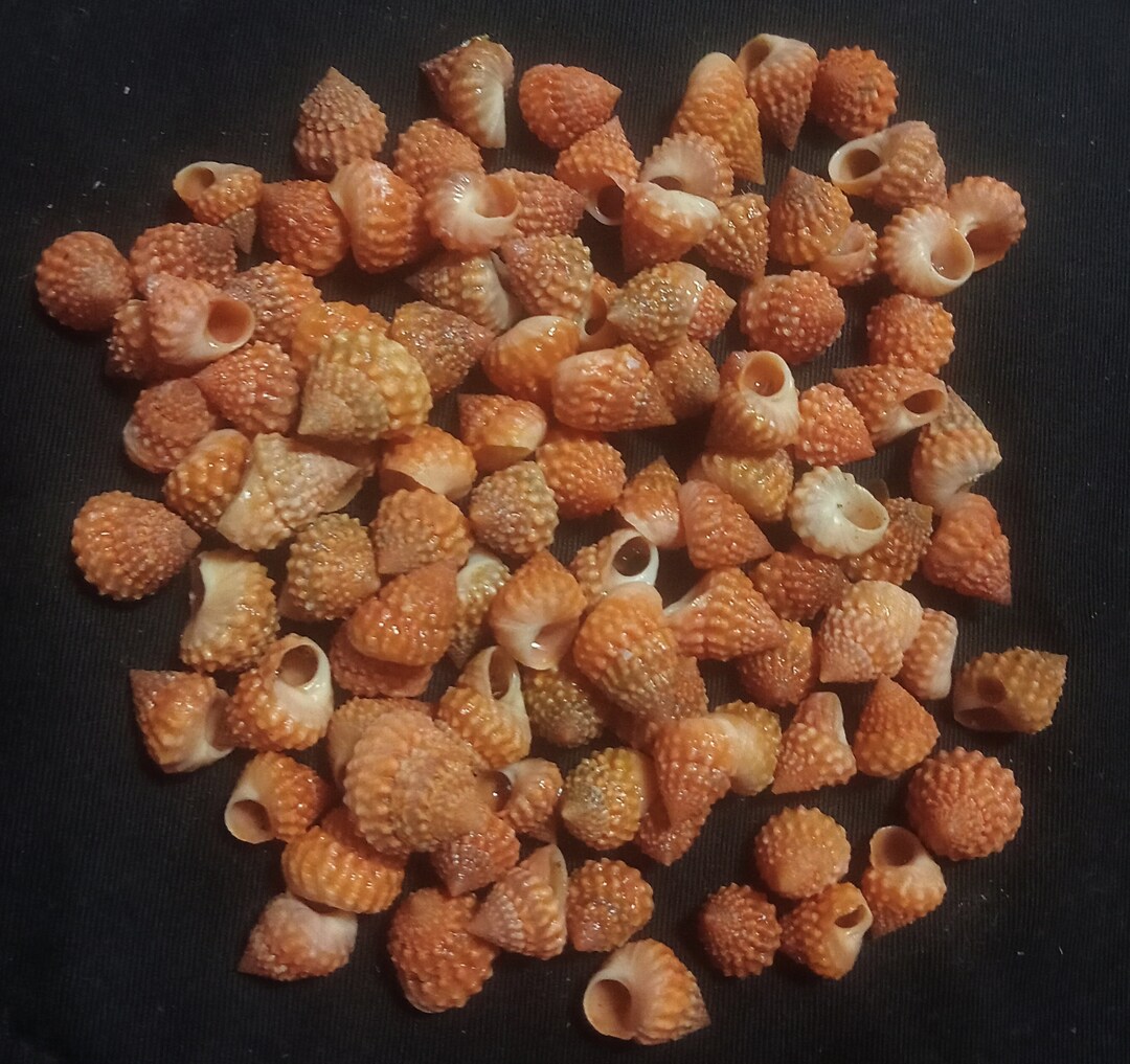 Seashell Trochus Orange Color..smallest Type of Shells...100 Pcs Shells ...