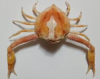 現在、この商品の在庫はありません - Etsy