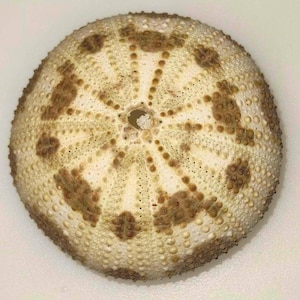 May include: A dried sea urchin shell, showcasing a circular form with intricate patterns. The shell features a cream-colored base with brown, star-like markings and a central hole. The surface is textured with small, rounded bumps.