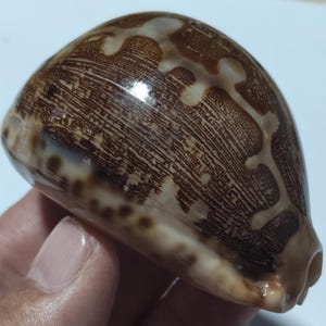 Op de afbeelding: Een gladde, gepolijste kaurischelp met een glanzende afwerking en een complex patroon van donkerbruine, ingewikkelde, webachtige lijnen en vlekken op een crèmekleurige basis. De schelp heeft een ronde, bolle vorm met een duidelijke, langwerpige opening.