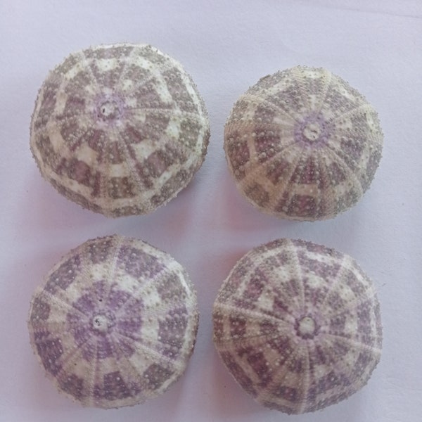 0001-sea urchin echinoderm..smallest size 40-45 mm..4 PCs urchin