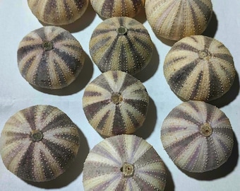 ウニ Coelopleurus exquisitus 28 mm - 希少海洋標本 - 珍品 ウニ Coelopleurus exquisitus 28 mm - 希少海洋標本 - 珍品