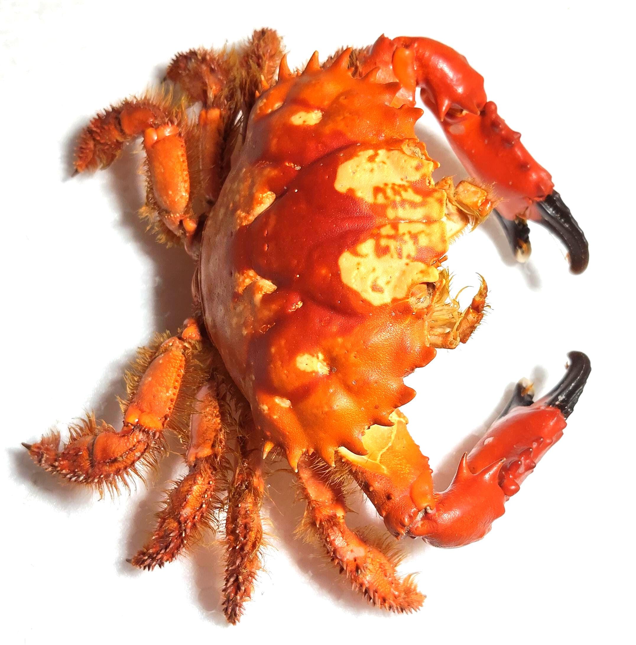 Taxidermy crab - Etsy 日本