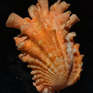 Sea shell-cardita crassicosta 48 mm..item #3