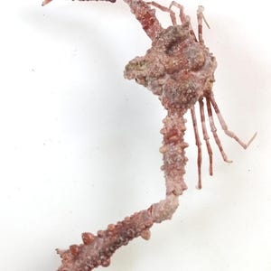 Rhinolambrus hayamaensis crab 127 mm width..taxidermy oddities curiosities #10. Temporarily unavailable to ship to United States