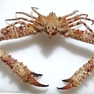 カニ（Rhinolambrus属）140 x 140 mm。海岸で発見された乾燥標本。商品
