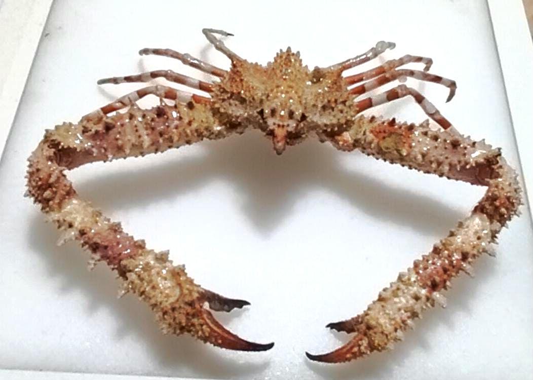 カニ（Rhinolambrus属）140 x 140 mm。海岸で発見された乾燥標本。商品