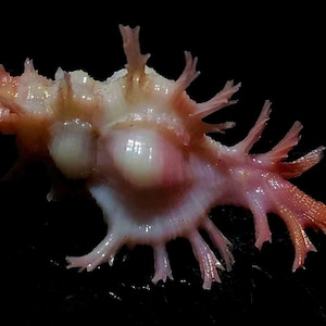 Può includere: Una conchiglia murex caratterizzata da un corpo bianco pallido e rosa con una punta arancione vibrante. La conchiglia presenta numerose protuberanze ramificate simili a spine che si estendono dalla struttura centrale e una superficie liscia.