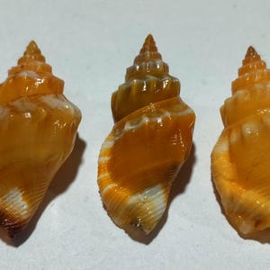 May include: Three spiral seashells arranged in a row, each featuring a glossy, translucent orange and amber colour palette with white accents along the ridges and edges. The shells have a pointed apex and a textured, ribbed surface structure.