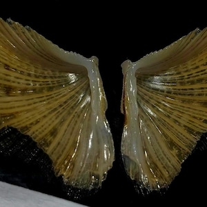 Könnte beinhalten: Zwei symmetrische, durchscheinende, fächerförmige Fischflossen in einem goldbraunen Farbton mit sichtbaren, strahlenförmigen Skelettstreben. Die Flossen sind vor einem schwarzen Hintergrund platziert, mit einem weißen Rand unten links.