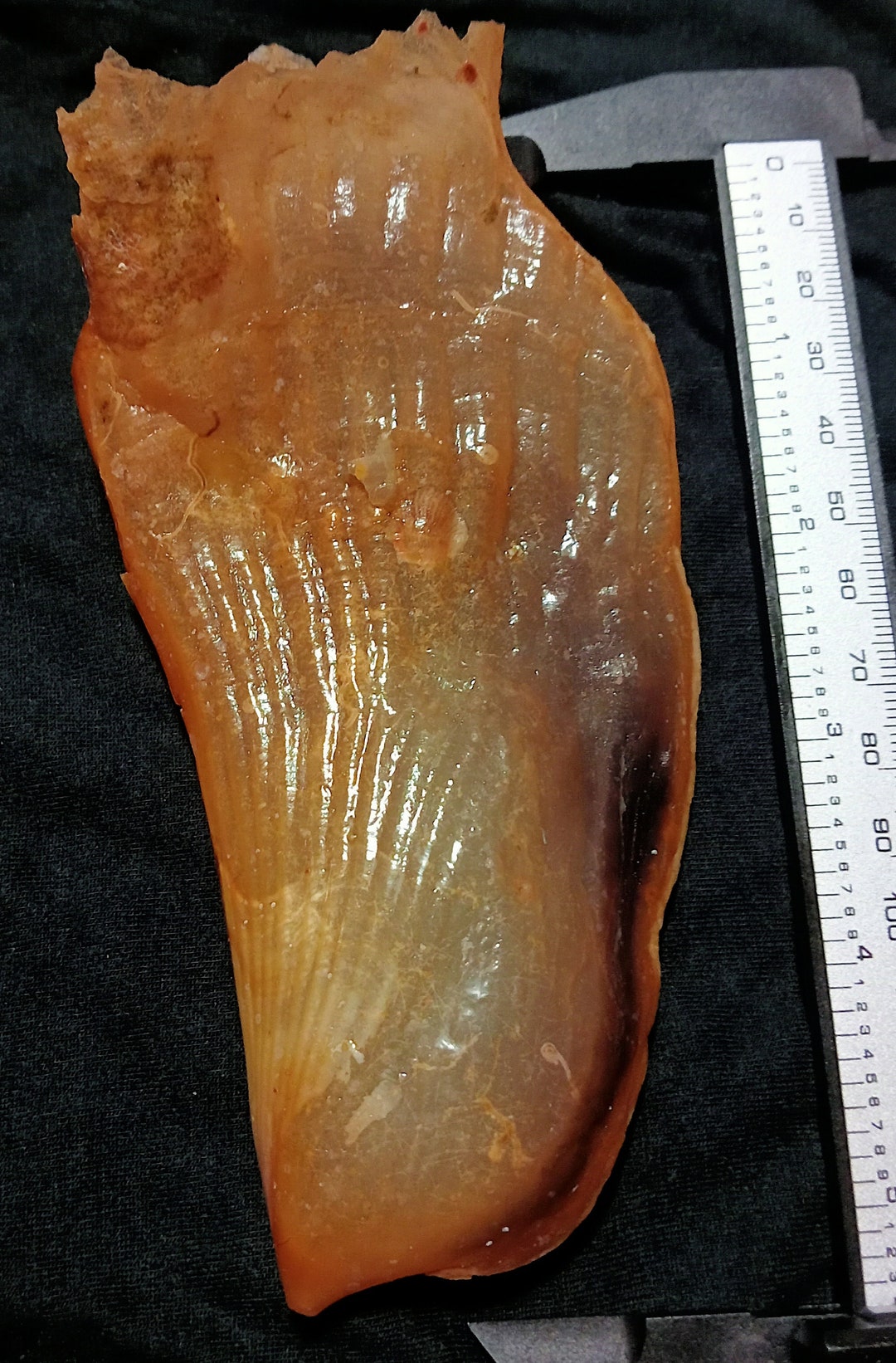 Seashell-pen Shell 140 Mm - Etsy