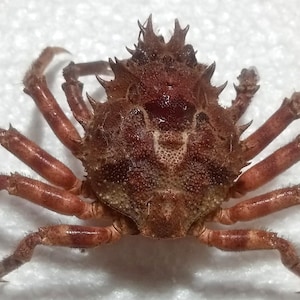 Crab taxidermy..schizophys crab/ornamental crab..real crab.temporary not ship to United states.size 106x61... taxidrmy oddities #2001