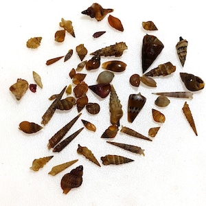 May include: A collection of various seashells in shades of brown, tan, and cream, scattered on a white surface. The shells vary in size and shape, including spiral, conical, and oval forms. Some shells have textured surfaces.