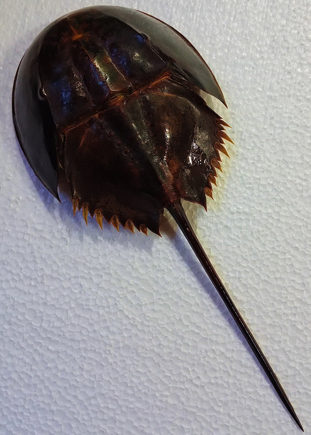 Crustacean...horseshoe Crab 285 Mm..preserved Beautifully Etsy