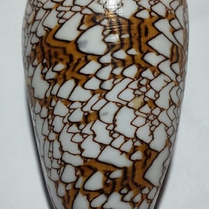 May include: A cone shell featuring a smooth, polished surface with a distinct network of dark brown, jagged, interconnected lines against a creamy white background. The shell has a tapered, elongated shape with a pointed apex and a wide base.