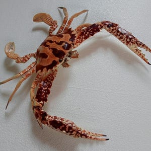 crab taxidermy-charybdis feriatus swimmer crab .very very big size 420x405 .. temporarily not ship to United States