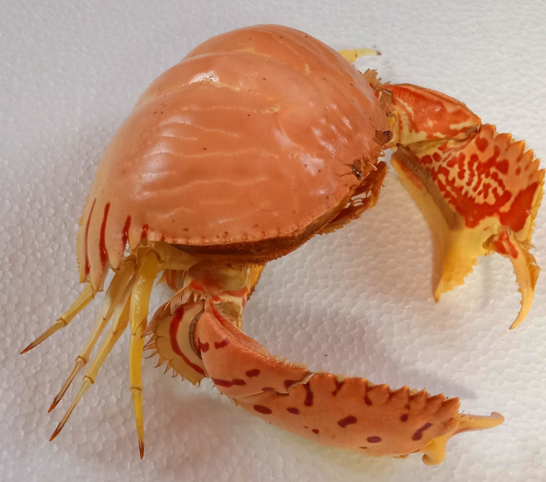 Crustaceans Crab..205 Mm..calapa Crab..taxidermywhat You See Etsy