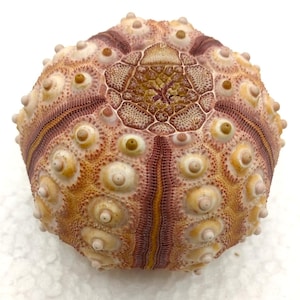 ocean life-knobby sea urchin 60 mm..item #57