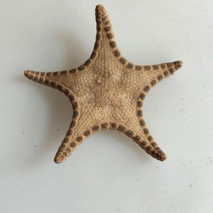 Deep sea star fish 57 mm..dried specimen..item #11