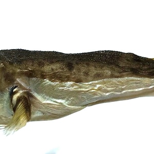 Puede incluir: Un espécimen de pescado seco con una superficie dorsal de color marrón oscuro moteado y una parte inferior más clara de color blanco plateado. El pez presenta un ojo oscuro prominente, un cuerpo alargado y una pequeña aleta pectoral.