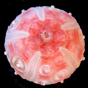 レアな南国方面の深海種 ウニ殻・標本(Stereocidaris indica) 深海ウニ 51mm（Stereocidaris granularis）商品番号5 - Etsy 日本