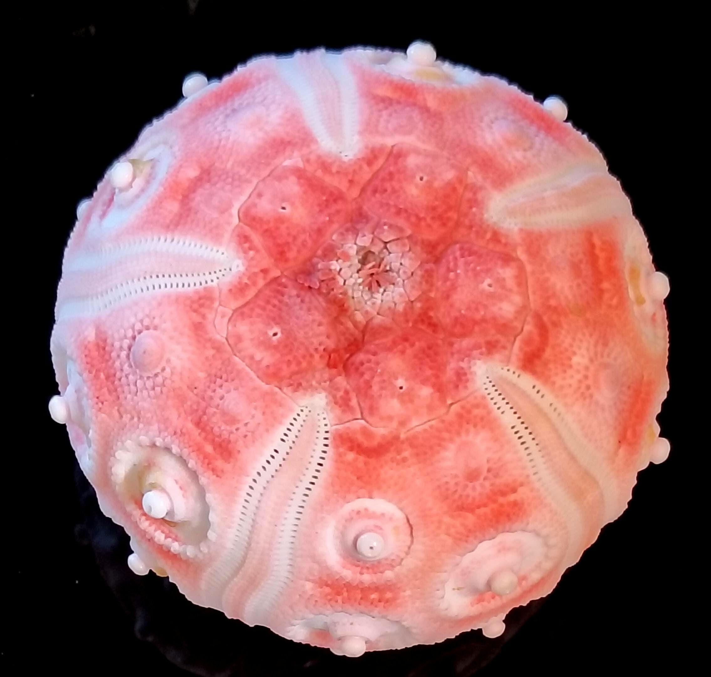 深海ウニ 51mm（Stereocidaris granularis）商品番号5 - Etsy 日本