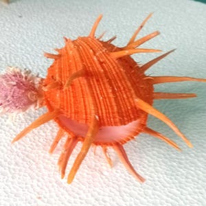 Spondylus regius 125x170 mm...very nice with attached small spondylus.seashell