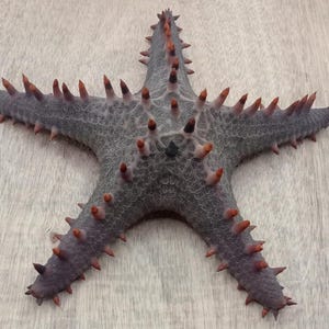 Taxidermy-real spiny star fish...size 220 mm..big size..item # 220. Temporarily unavailable to ship to United States.