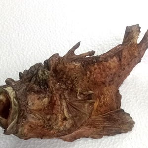fish taxidermy..stone fish 240 mm...taxidermy oddities #2